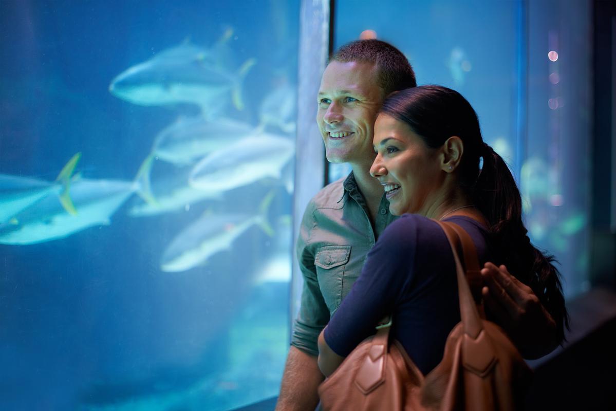 sugar-date-ideas-aquarium.jpg
